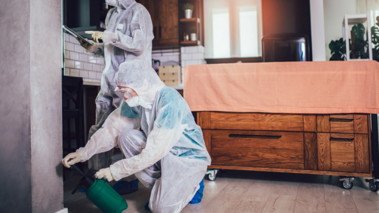 Top Myths About Pest Control You Should Stop Believing