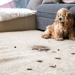 Preserving High-Density Nylon Carpet Resiliency: Expert Carpet Cleaning Service in Grosse Pointe Woods, MI